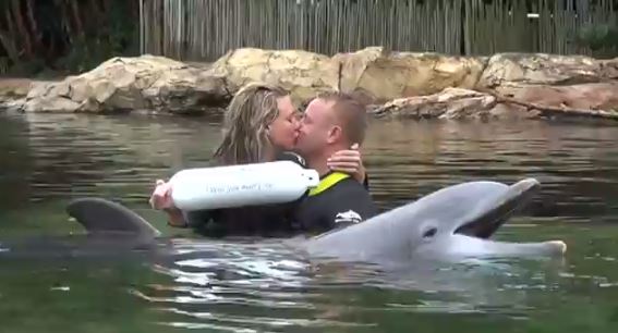 Alex Cobb gets help from a dolphin as he proposes to girlfriend