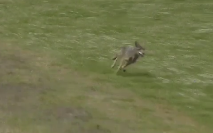 Coyote runs onto track during Xfinity race in Portland