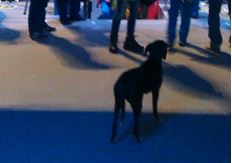 Photo: Stray Dog Makes Its Way Into Sochi Opening Ceremony
