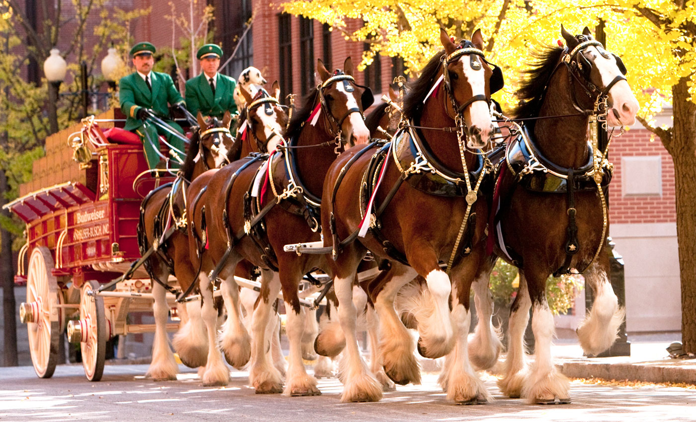 budweiser clydesdale tour 2022