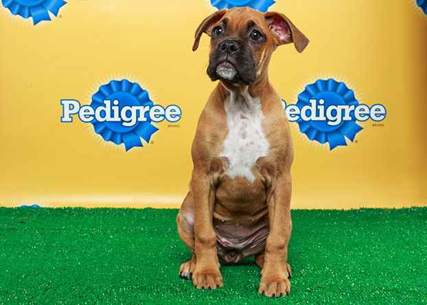 When is the Puppy Bowl? Start Time, Info right here