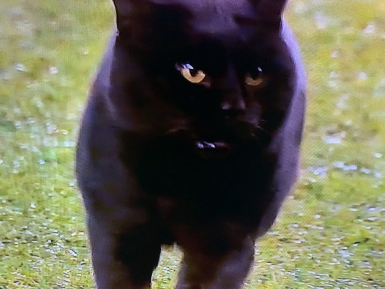 Black cat runs into field in Giants, Cowboys game